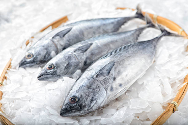 Filet de thons frais conservé sur de la glace